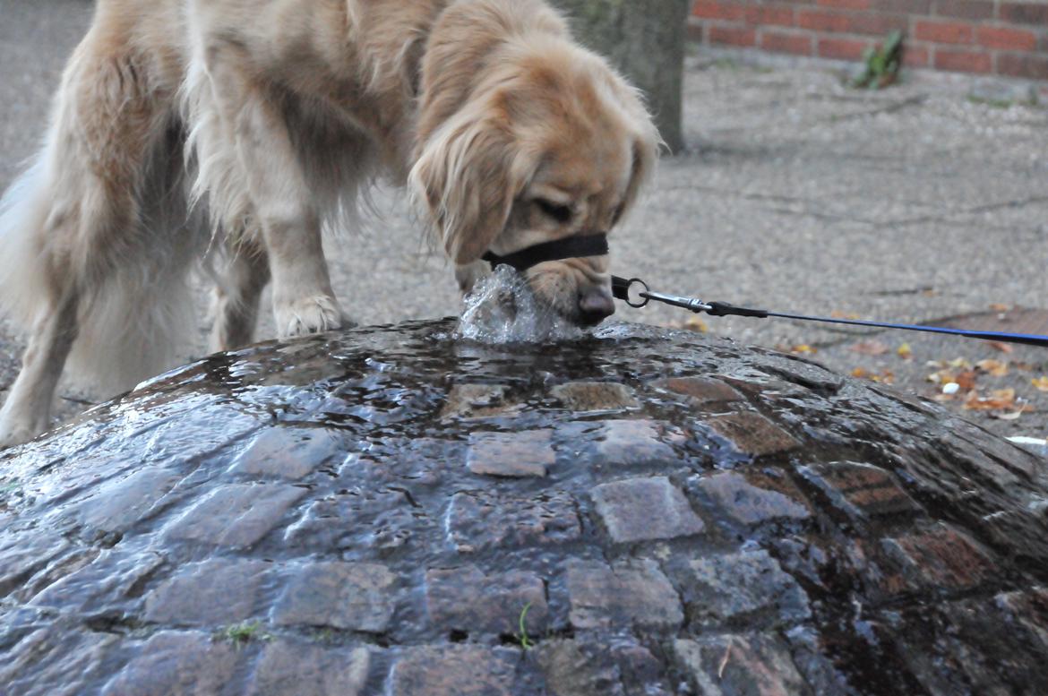 Blanding af racer Alex - Alex og "det mærkelige vand"... billede 1