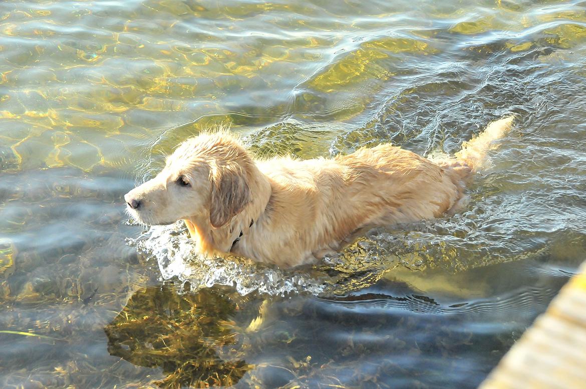 Blanding af racer Alex - En ægte vandhund! <3 billede 2