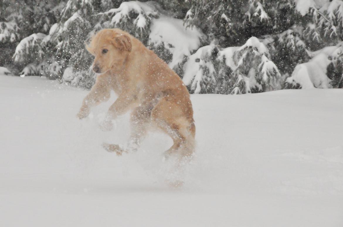 Blanding af racer Alex - Jeg elsker det her billede!<3 billede 6