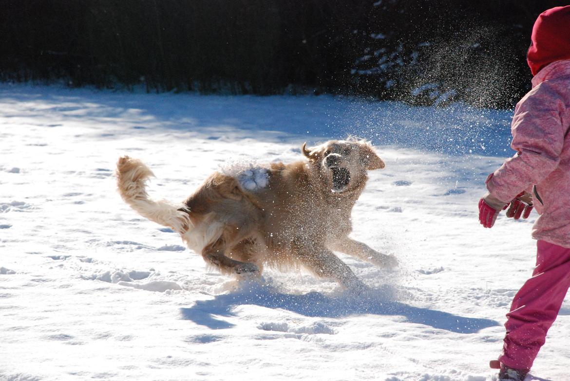 Blanding af racer Alex - Væk, din dumme sneboldt! billede 7