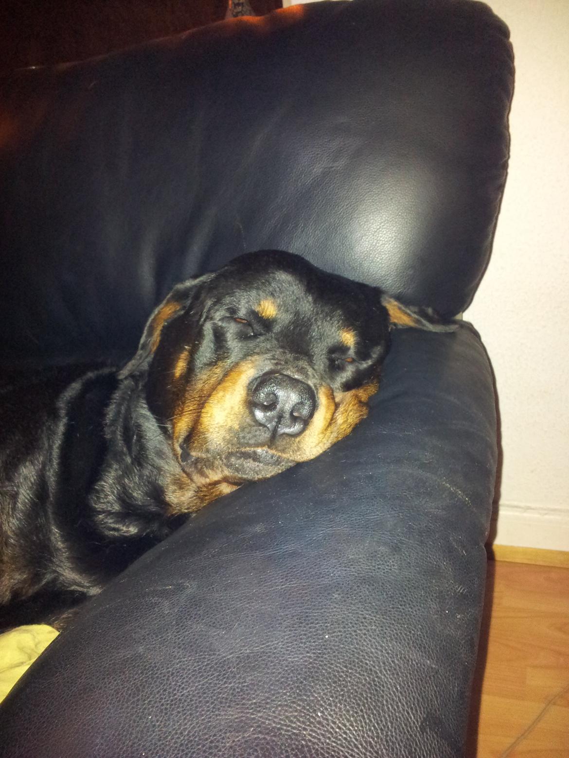 Rottweiler Diesel - Diesel kan sove på de mest underlige måder billede 4