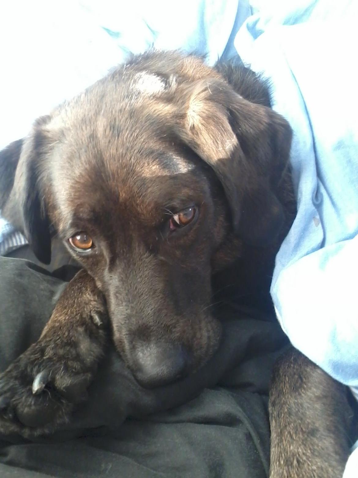 Blanding af racer Bruno billede 13