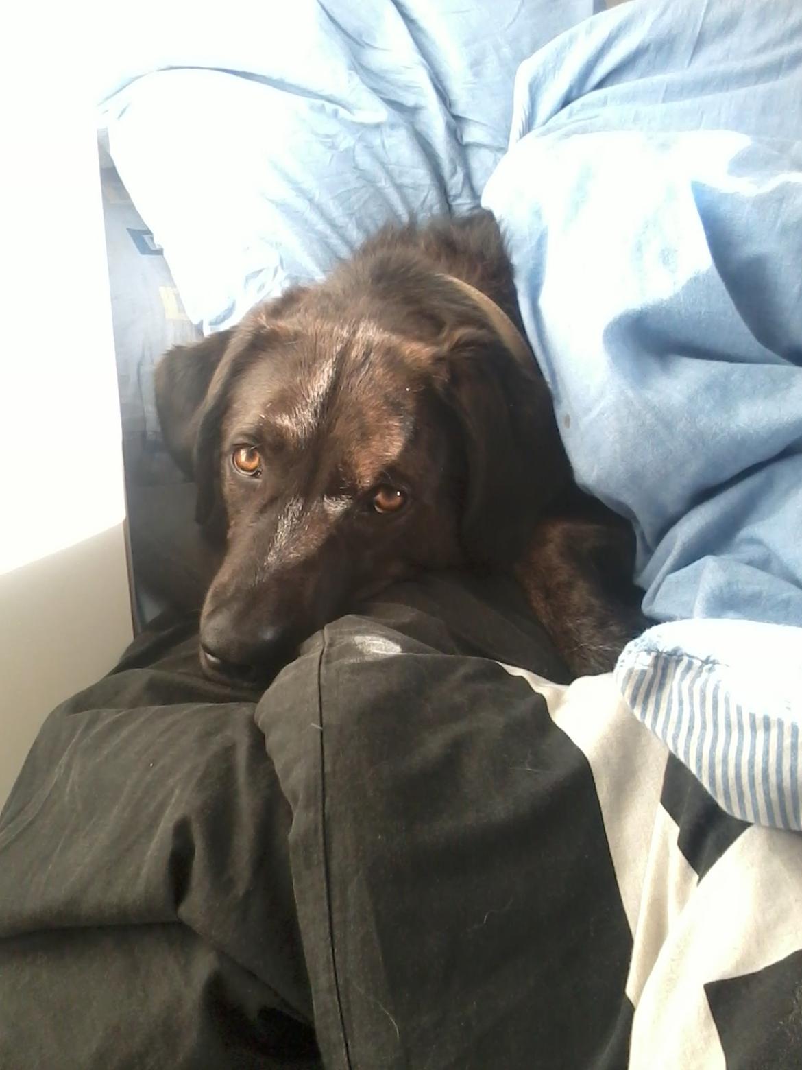 Blanding af racer Bruno billede 14