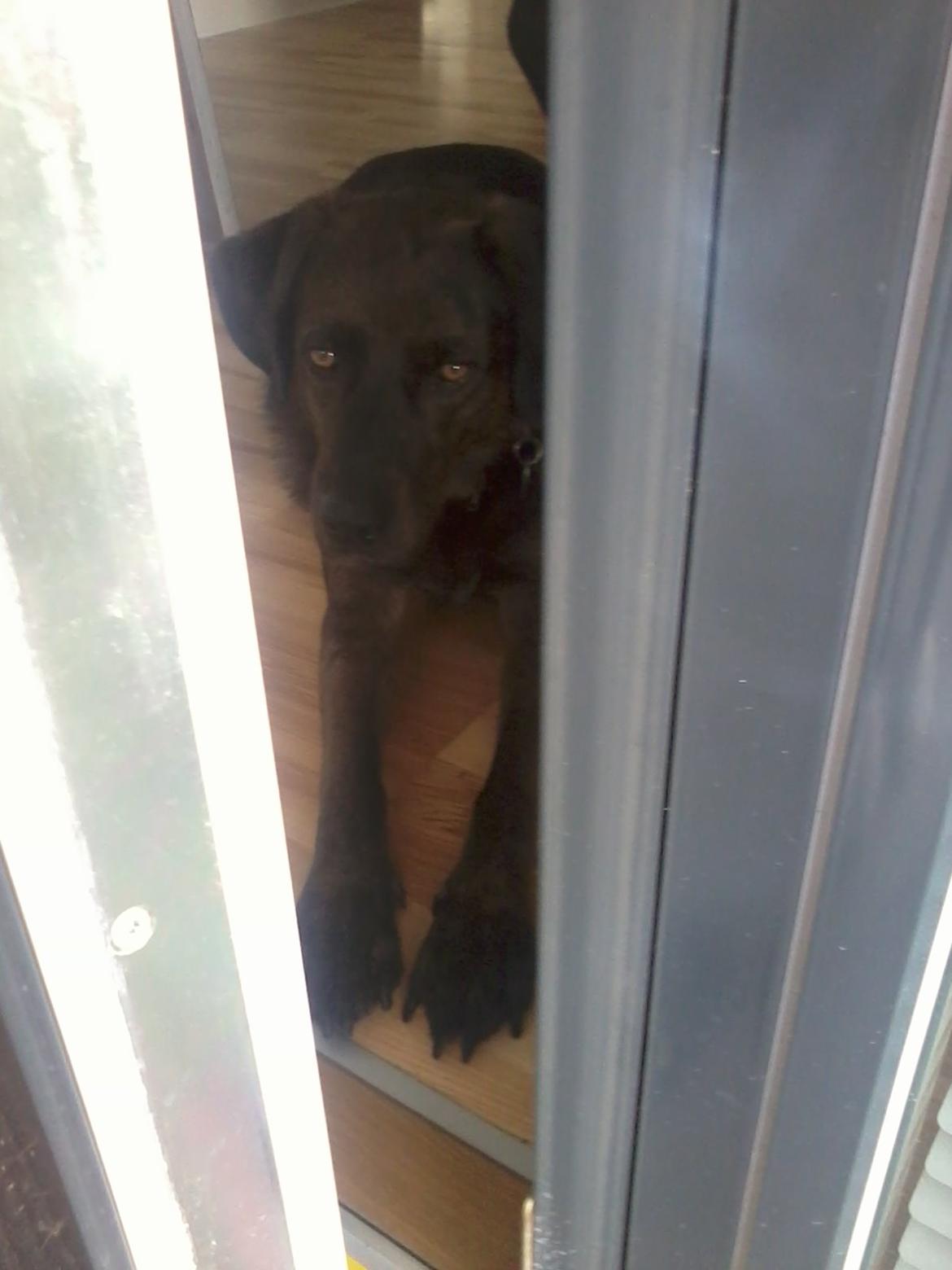 Blanding af racer Bruno billede 15