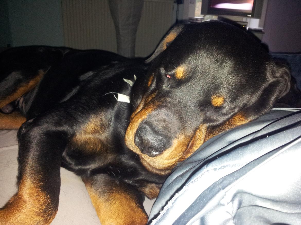 Rottweiler Diesel - vi hygger når farmand, er til biltræf billede 5