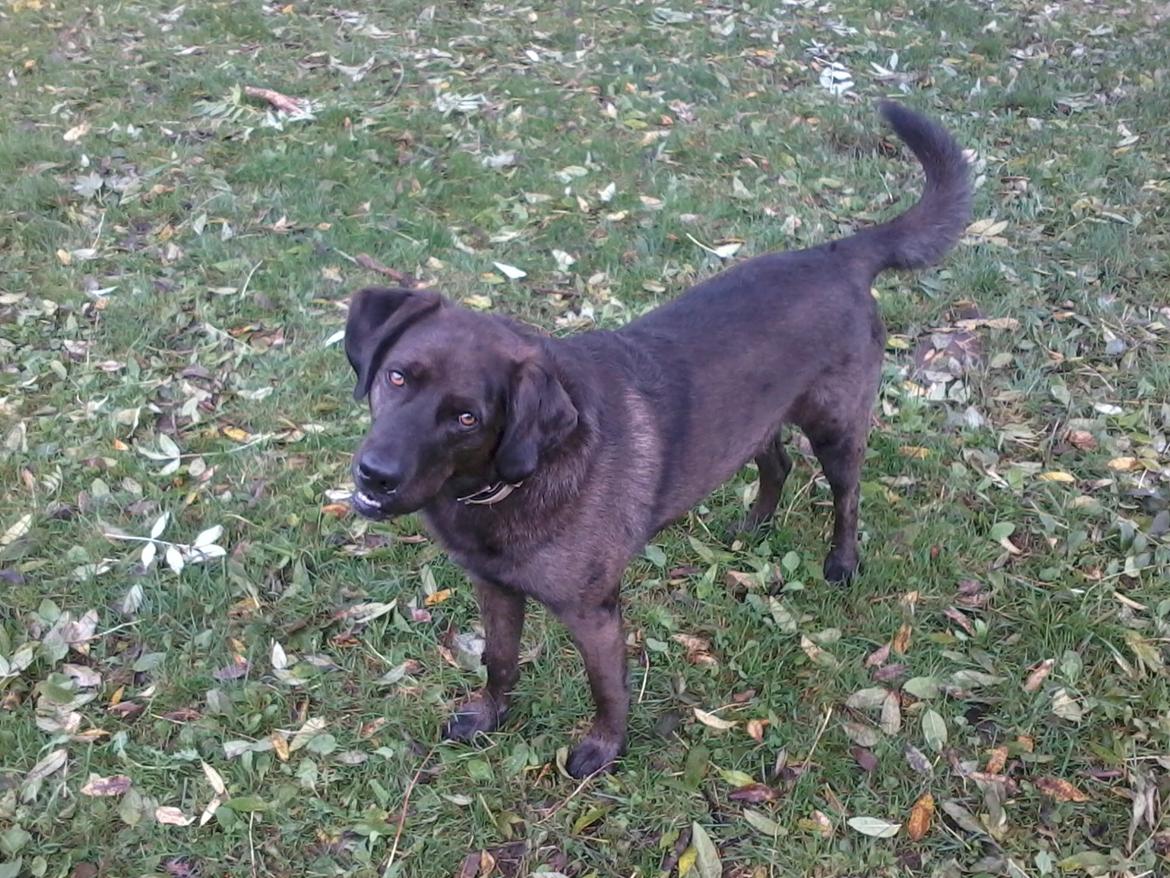 Blanding af racer Bruno billede 16