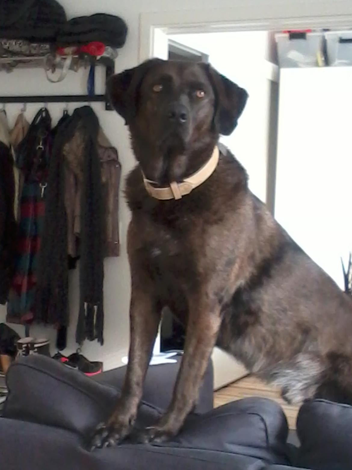 Blanding af racer Bruno billede 17