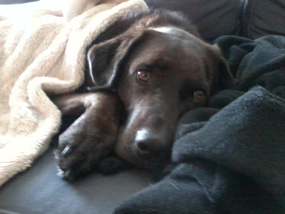 Blanding af racer Bruno billede 18