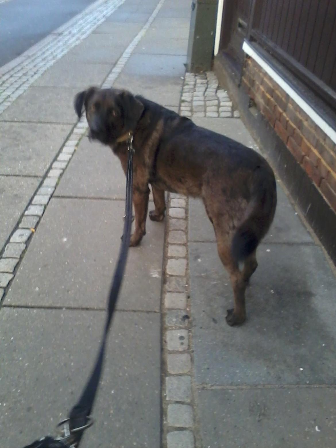 Blanding af racer Bruno billede 19