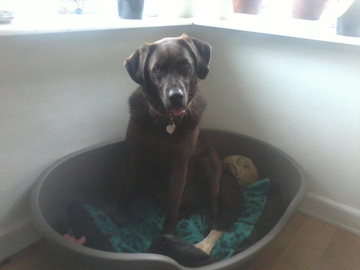 Blanding af racer Bruno billede 20