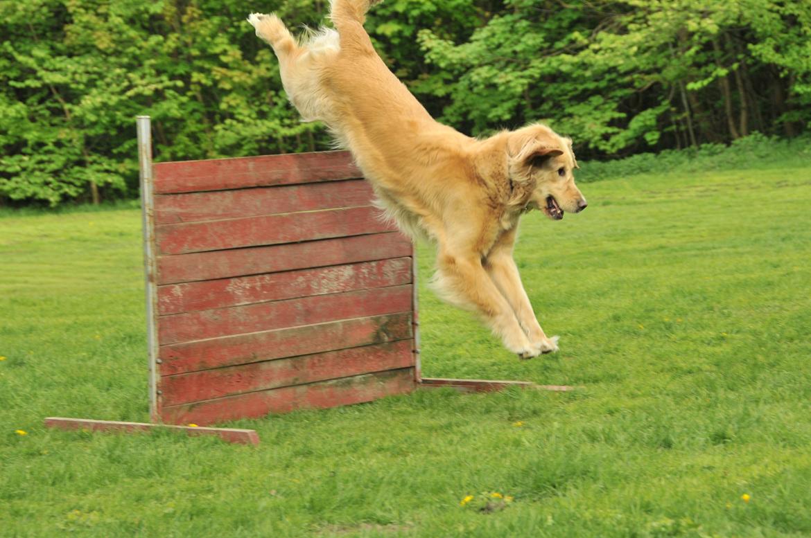 Blanding af racer Alex - Agillity! :) billede 8