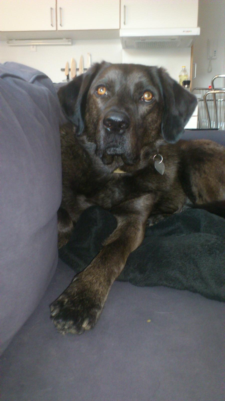 Blanding af racer Bruno billede 1