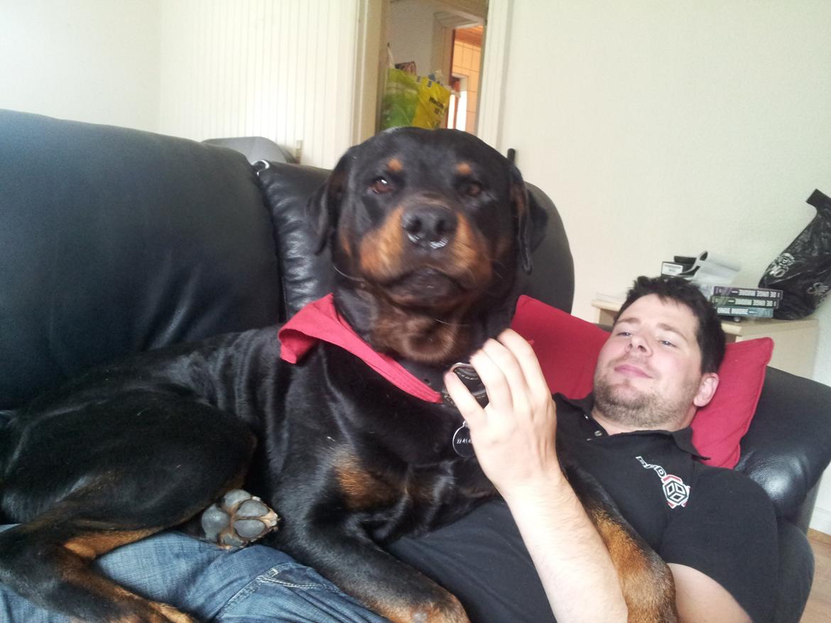 Rottweiler Diesel - vores dejlige "skødehund" billede 6