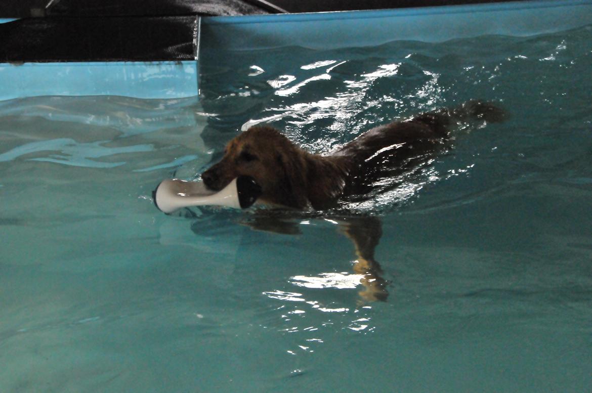Blanding af racer Alex - I hundesvømmehal! :) billede 3