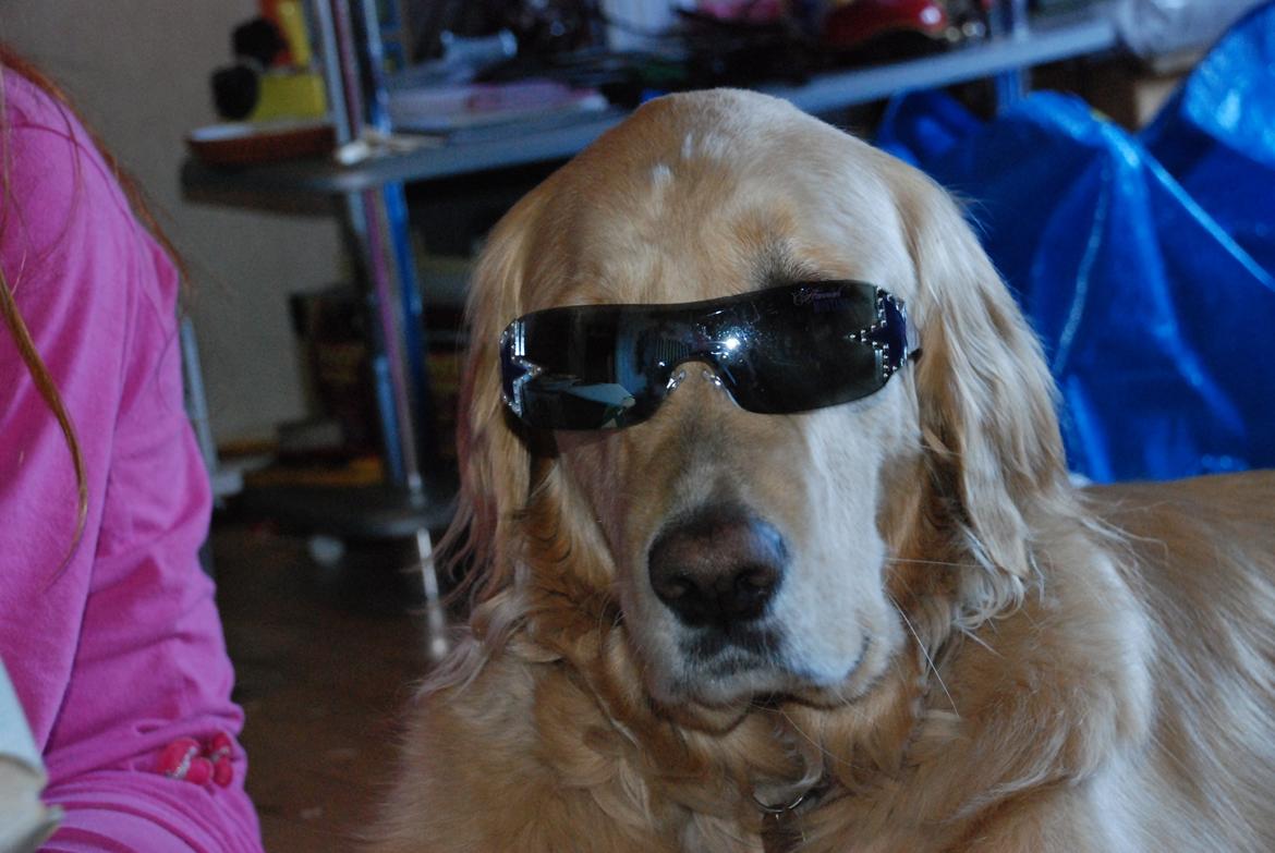 Blanding af racer Alex - En sej hund! :D billede 9