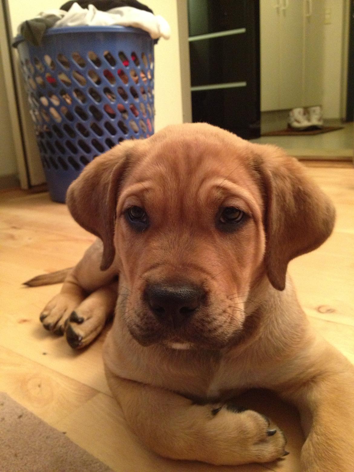 Blanding af racer Dogo Canario/Rottweiler - Elvis billede 1