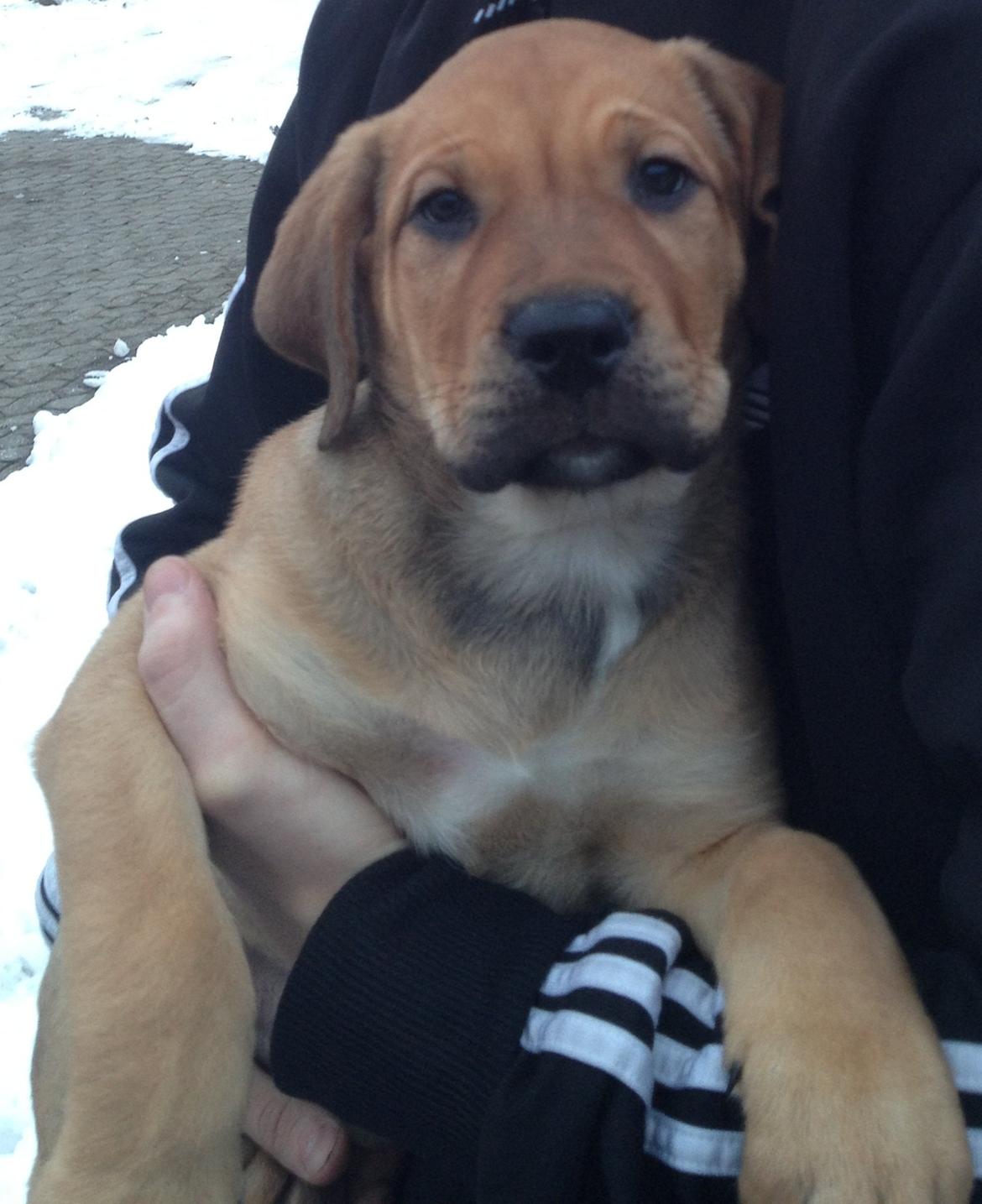 Blanding af racer Dogo Canario/Rottweiler - Elvis - Dagen hvor vi hentede ham billede 2