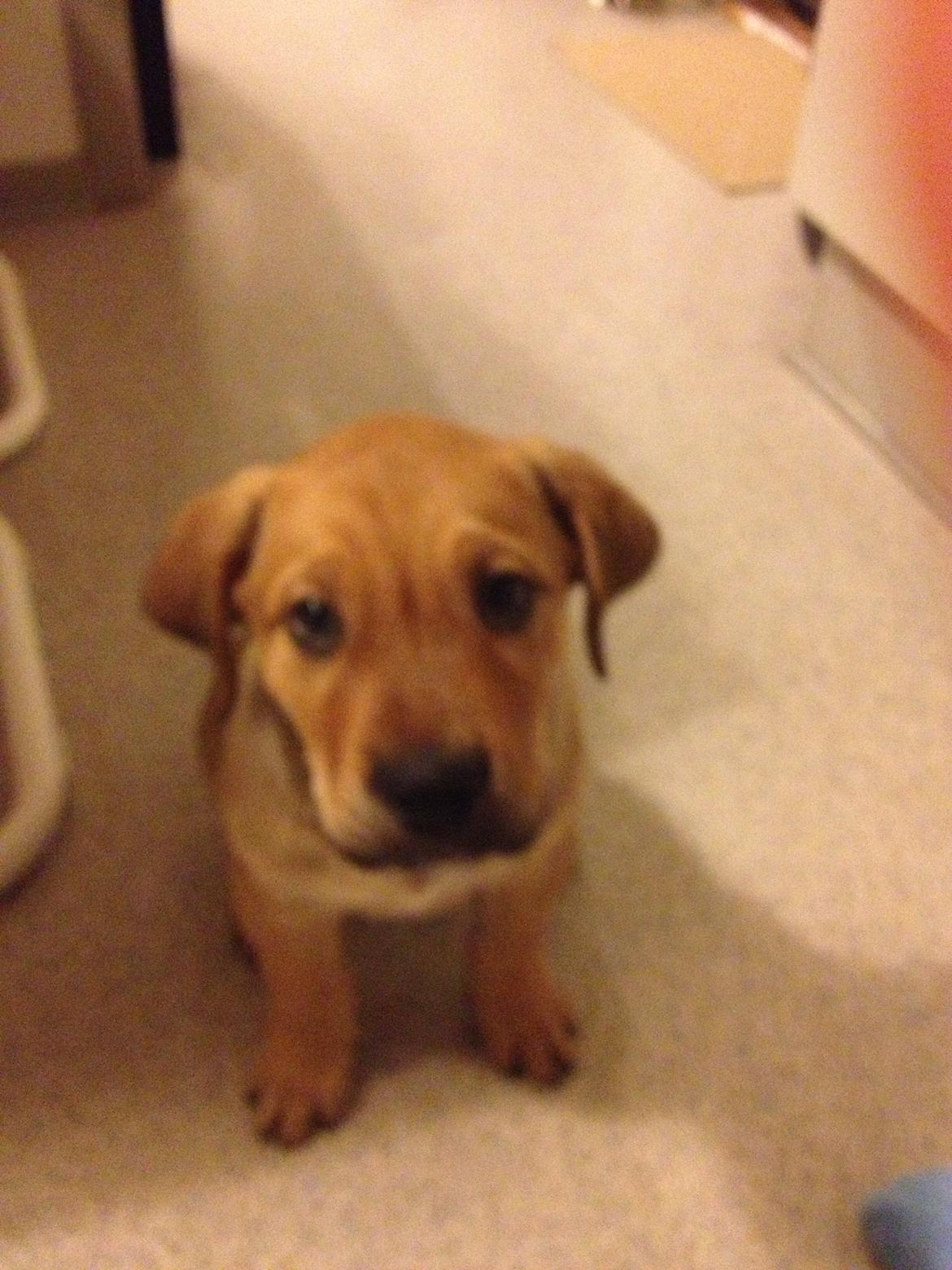 Blanding af racer Dogo Canario/Rottweiler - Elvis - De første dage sammen med ham billede 3