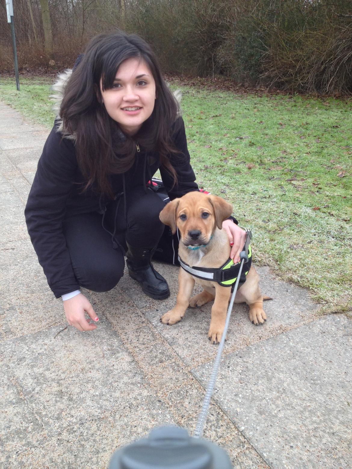 Blanding af racer Dogo Canario/Rottweiler - Elvis billede 4
