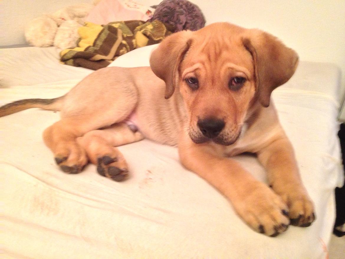 Blanding af racer Dogo Canario/Rottweiler - Elvis billede 5