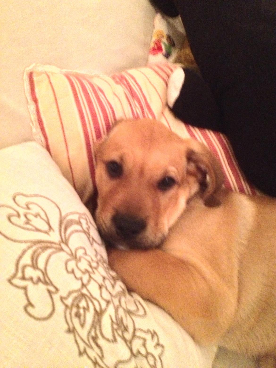 Blanding af racer Dogo Canario/Rottweiler - Elvis billede 6