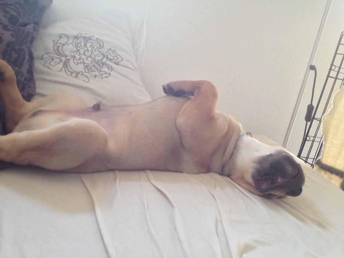 Blanding af racer Dogo Canario/Rottweiler - Elvis billede 7