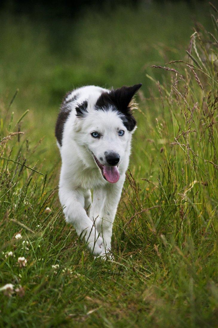 Border collie Ice billede 4