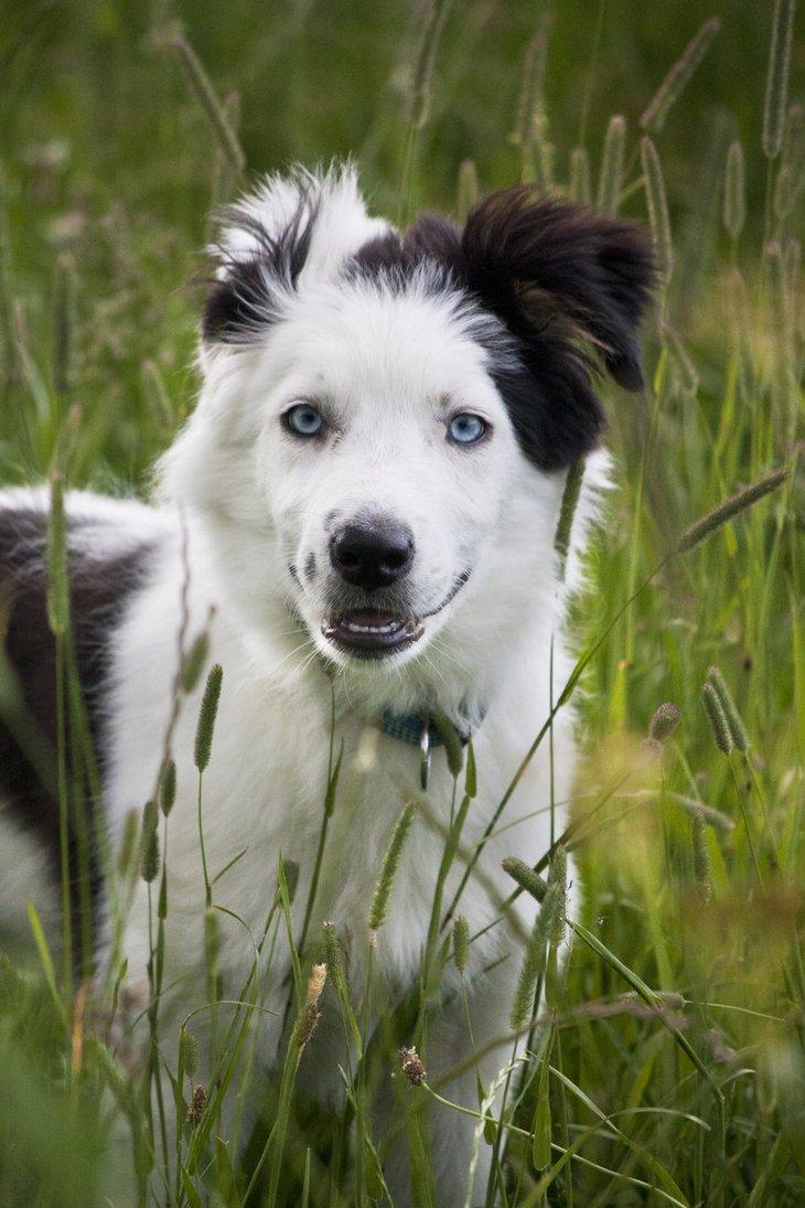 Border collie Ice billede 3