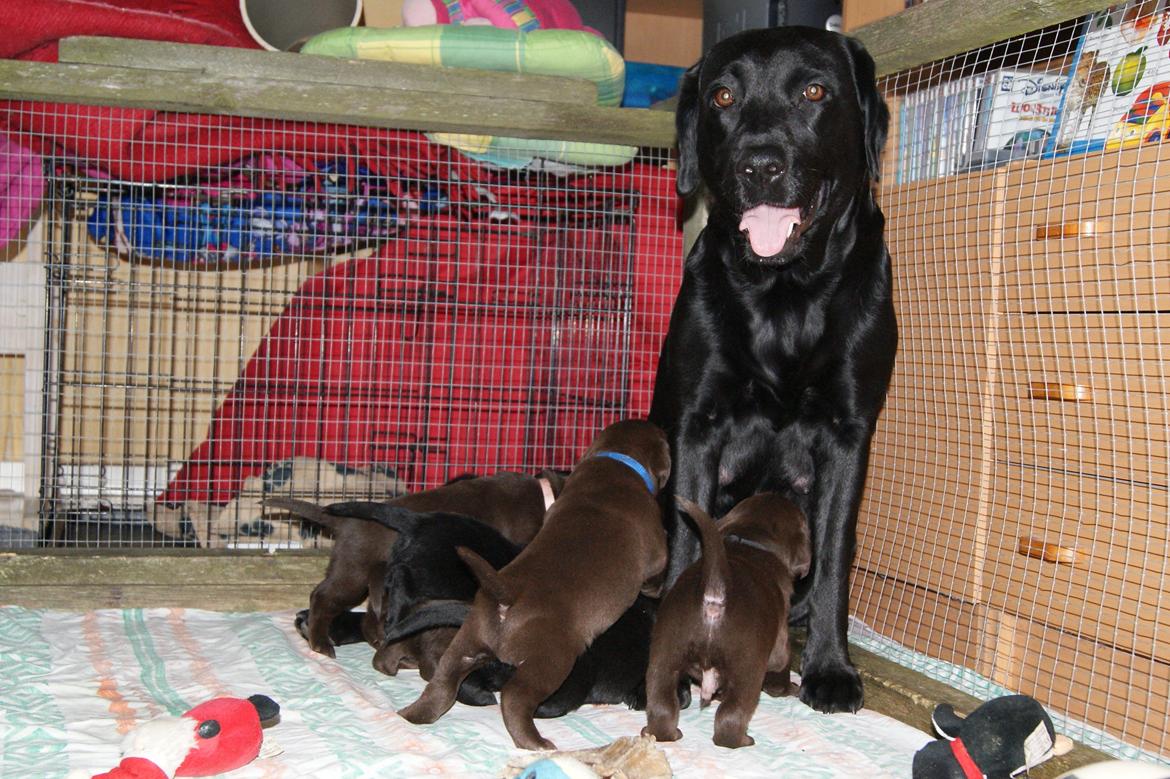 Labrador retriever SALLY - 20130215 Hvalpe 3½ uge billede 7