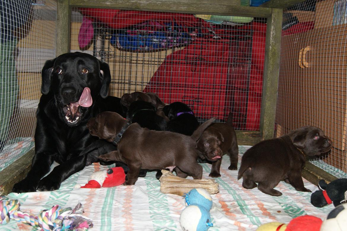 Labrador retriever SALLY - 20130215 Hvalpe 3½ uge billede 8