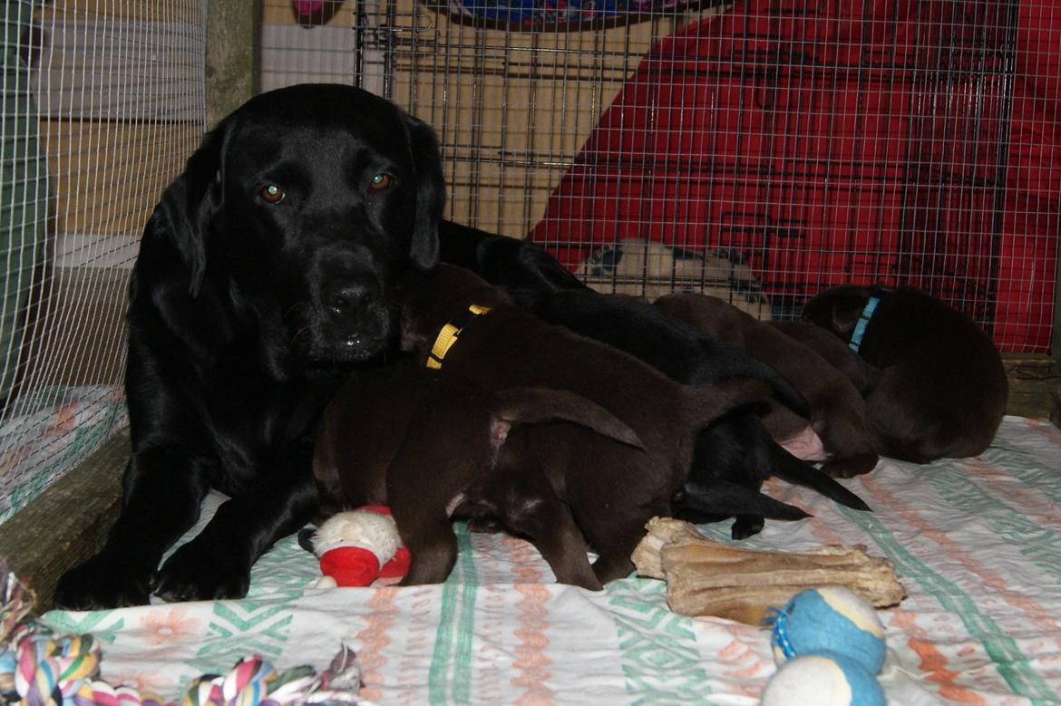 Labrador retriever SALLY - 20130215 Hvalpe 3½ uge billede 9