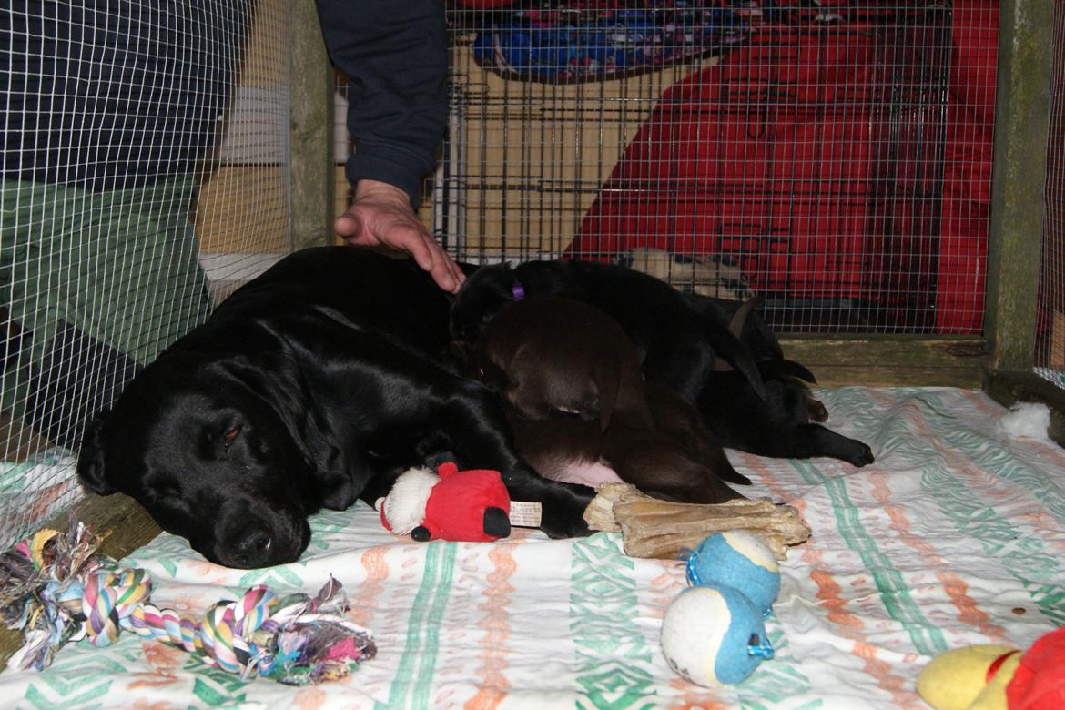 Labrador retriever SALLY - 20130215 Hvalpe 3½ uge billede 10