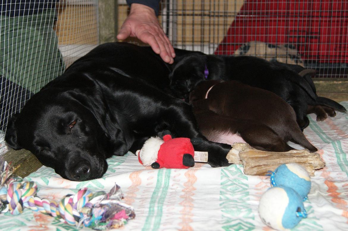 Labrador retriever SALLY - 20130215 Hvalpe 3½ uge billede 11