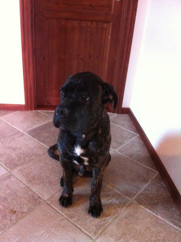 Cane corso Feke billede 1