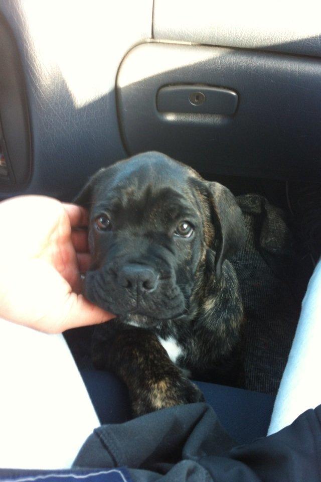 Cane corso Feke billede 2