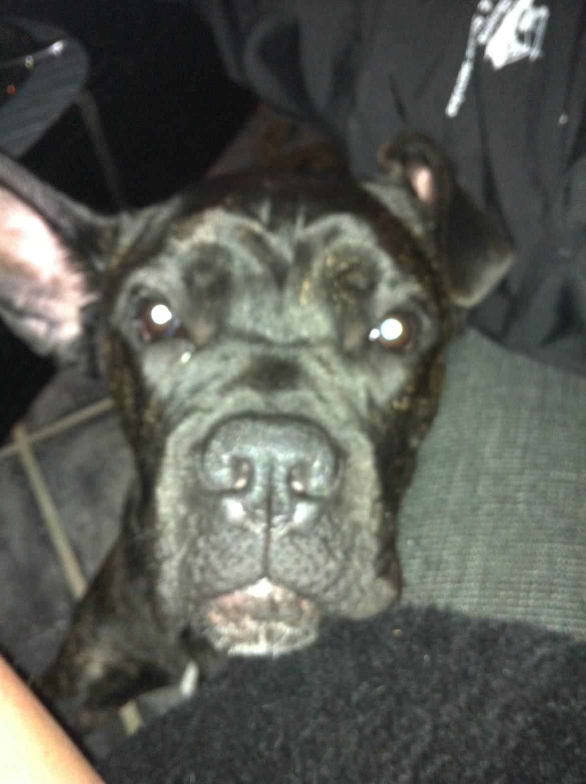 Cane corso Feke billede 3
