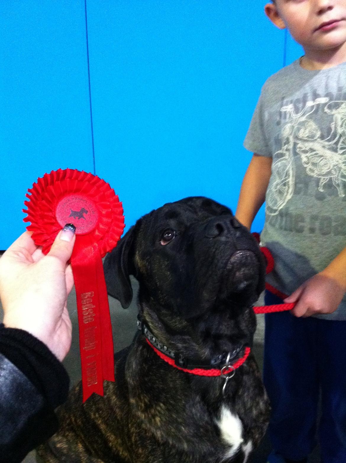 Cane corso Feke billede 4