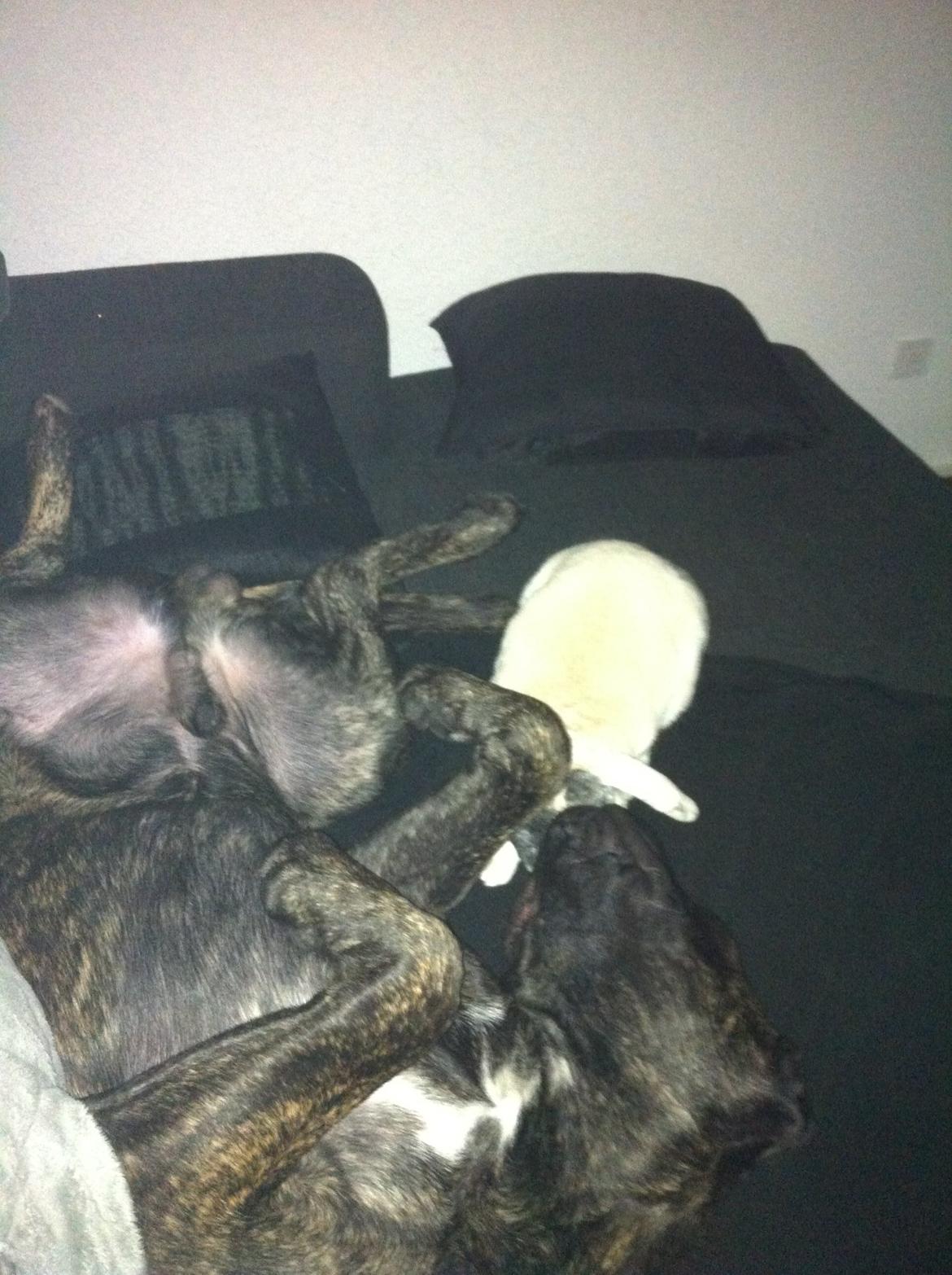 Cane corso Feke billede 5