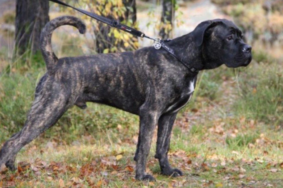 Cane corso Feke billede 6