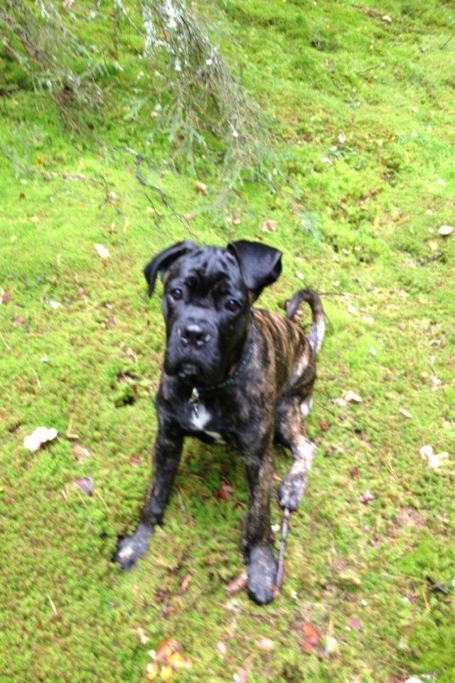 Cane corso Feke billede 7
