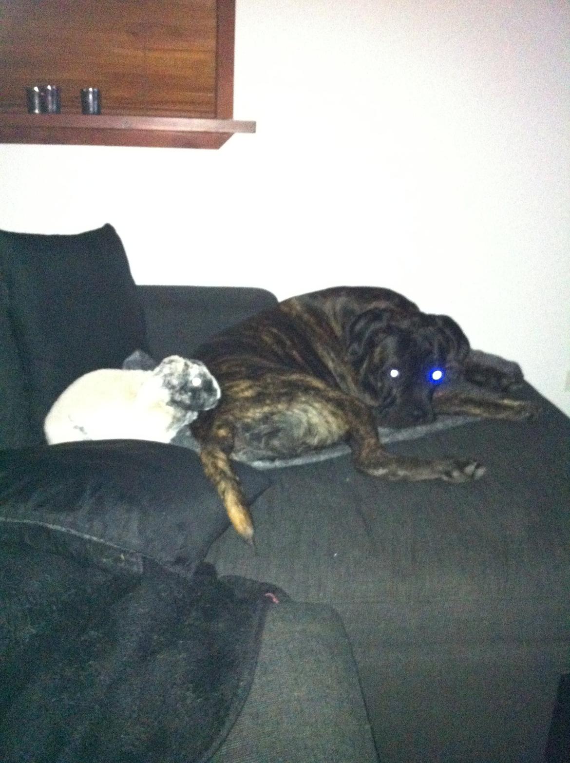 Cane corso Feke billede 8