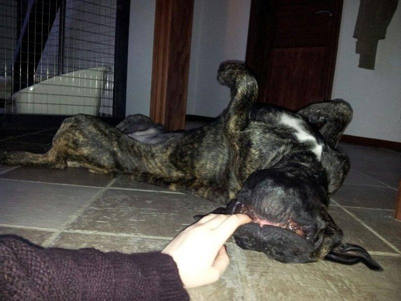 Cane corso Feke billede 9