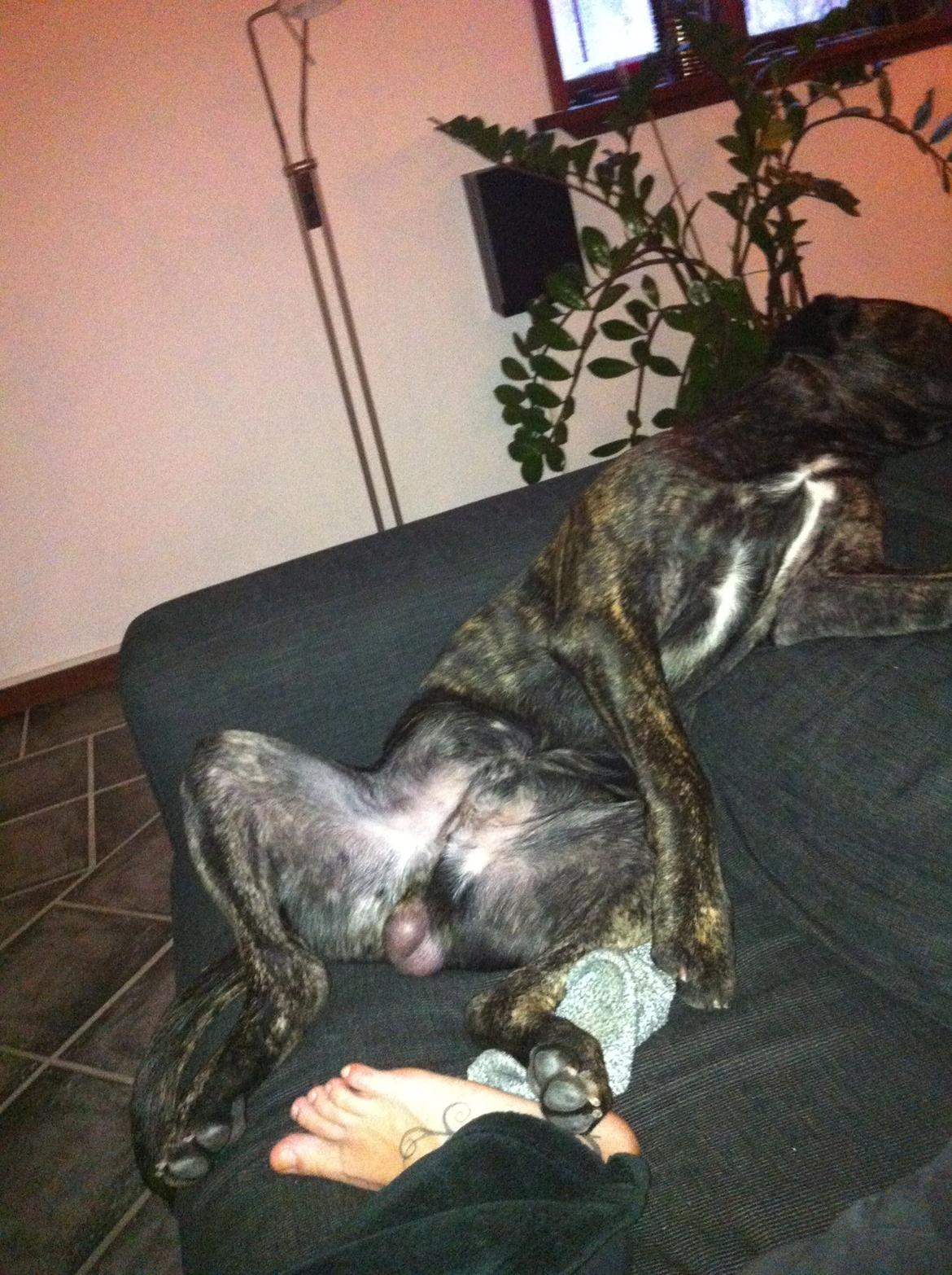 Cane corso Feke billede 10