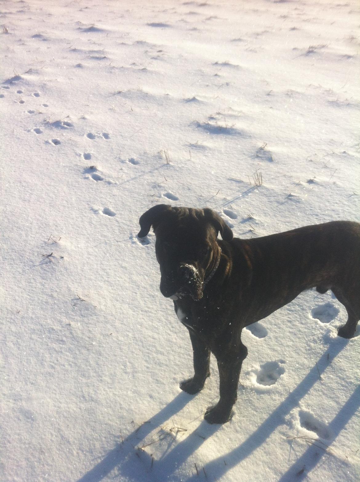 Cane corso Feke billede 11