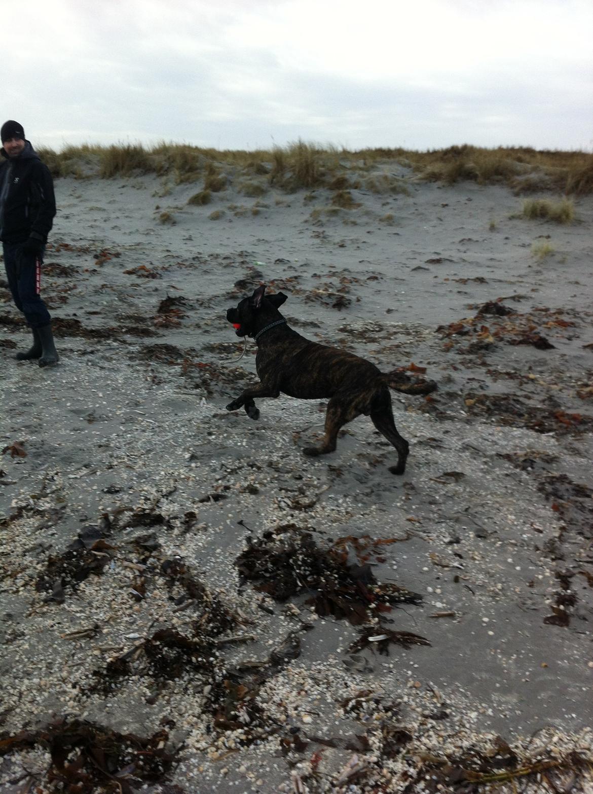 Cane corso Feke billede 12