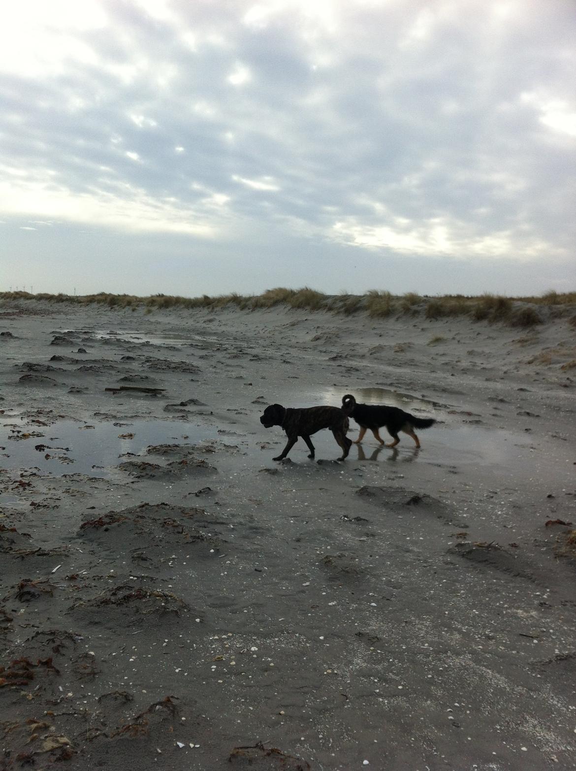 Cane corso Feke billede 14