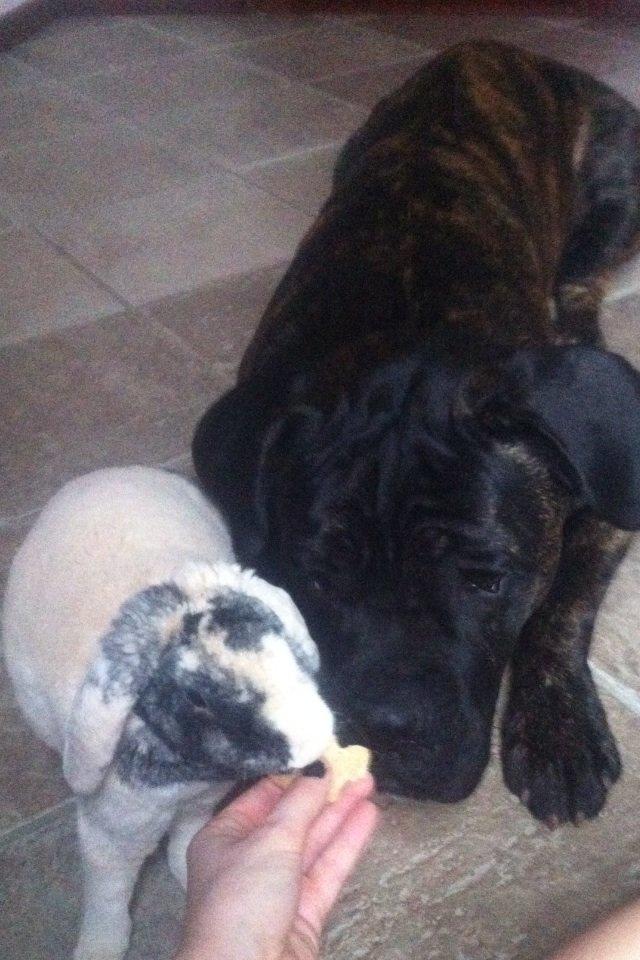 Cane corso Feke billede 13