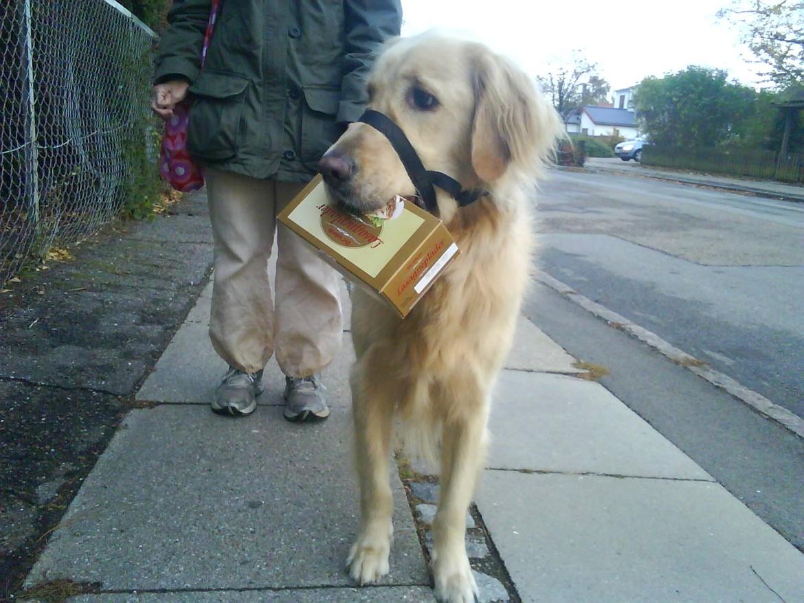 Blanding af racer Alex - Dygtig til at bære lagsangepladerne hjem! :) billede 10