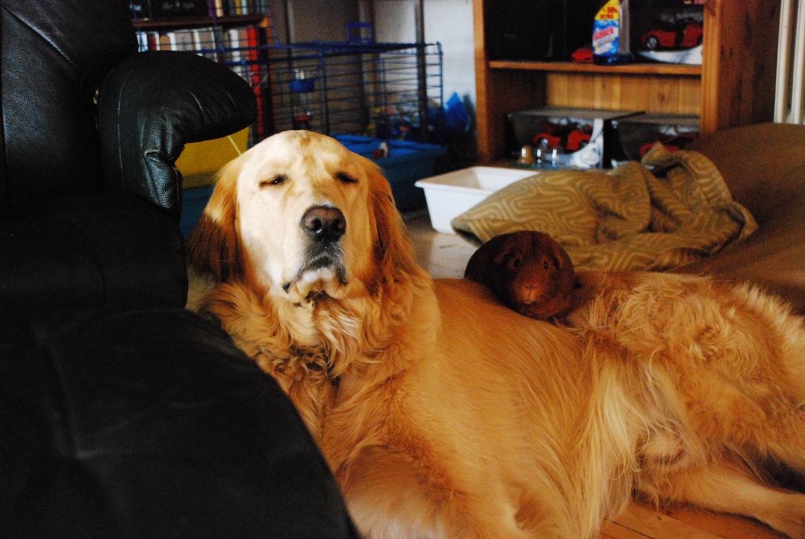 Blanding af racer Alex - Godmodig som han er... :) billede 11