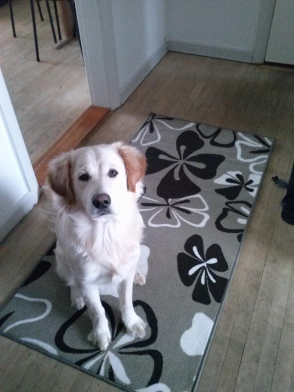 Blanding af racer Simba - 7 måneder! Sidder lige model mens mor tager billeder af mig :-) billede 16